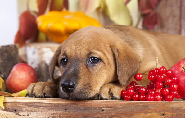 Осень, взгляд, яблоки, autumn, ретривер, Dogs, калина, Retriever