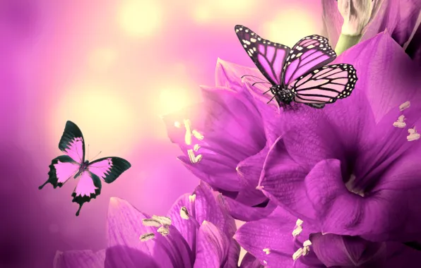Картинка цветок, коллаж, бабочка, крылья, лепестки