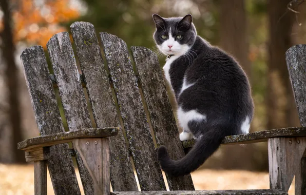 Картинка кошка, взгляд, кресло, котейка