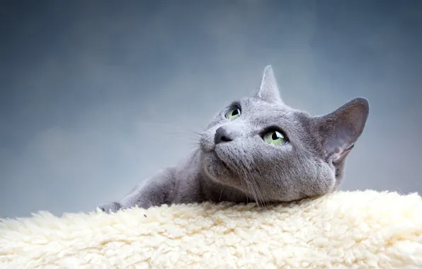 Картинка кошка, глаза, кот, усы, взгляд, серый, зеленые, голубая