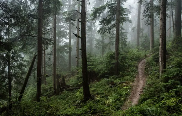 Картинка лес, деревья, природа, туман, тропинка