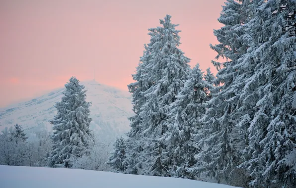 Картинка зима, снег, деревья, холмы, Вечер, ели, хвоя