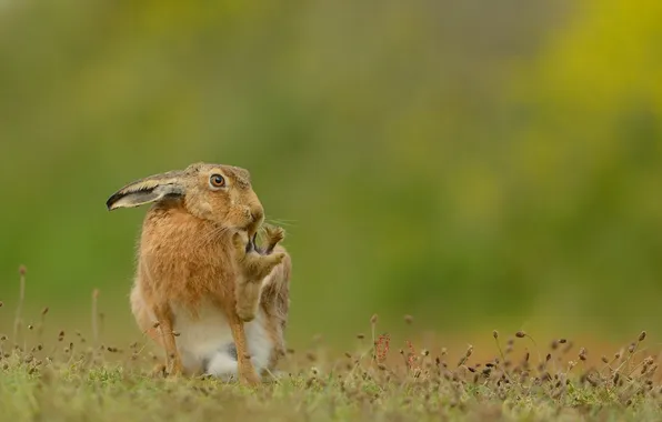 Картинка природа, фон, Brown Hare