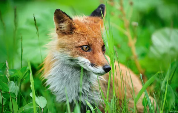Трава, лис, Fox