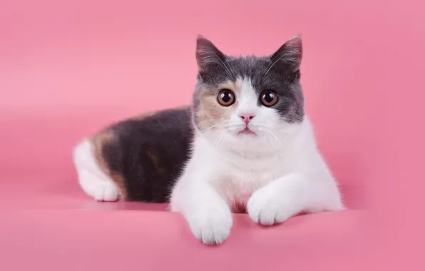 Кошка, кот, взгляд, поза, мордашка