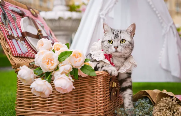 Кошка, взгляд, цветы, корзина