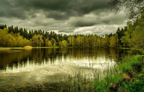 Осень, лес, трава, ветки, тучи, озеро, отражение, пасмурно