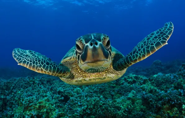 Underwater, sea, life, turtle
