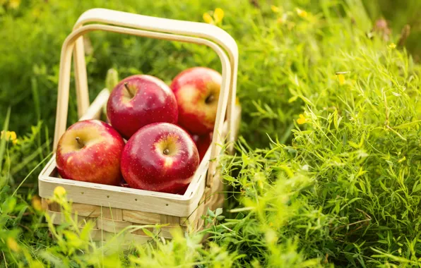 Лето, трава, корзина, яблоки, fruit, apples