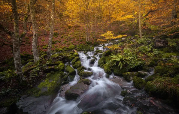 Осень, лес, деревья, ручей, Испания, каскад