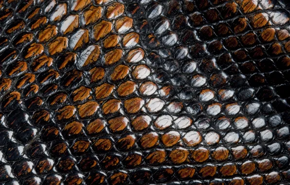 Змеи, чешуя, кожа, animal texture