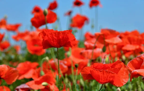 Картинка поле, маки, луг