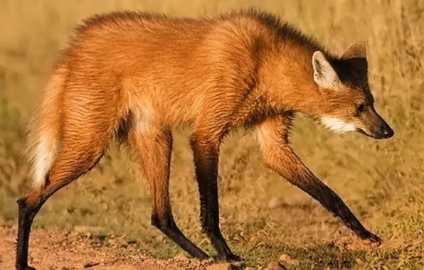 Fox, animal, south america, maned wolf