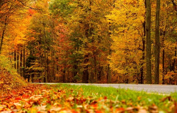 Дорога, осень, листья, природа, colors, colorful, road, trees