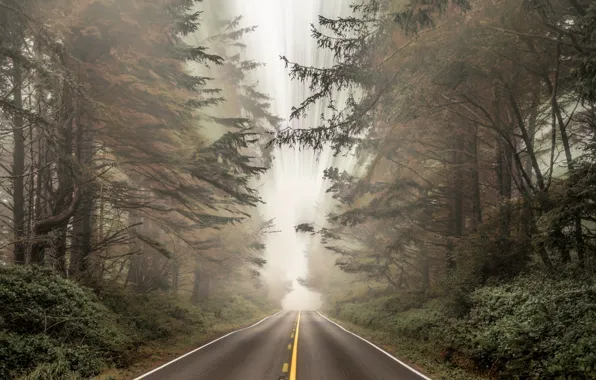 Картинка дорога, осень, лес, природа, туман