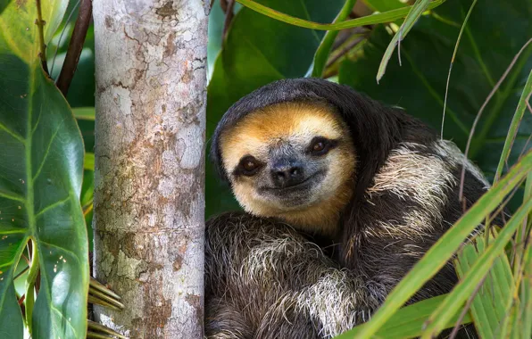 Картинка природа, трёхпалый ленивец, Гайана