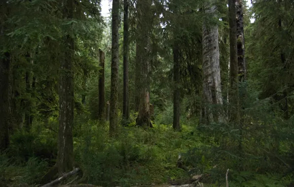 Картинка лес, деревья, природа, США, Hoh Rainforest