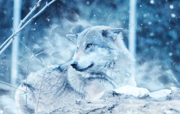 Картинка nature, snow, predator, animal, wolf, wildlife, Canis lupus, portrait.