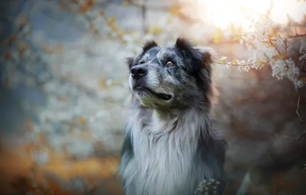 Картинка взгляд, морда, свет, цветы, ветки, природа, серый, фон