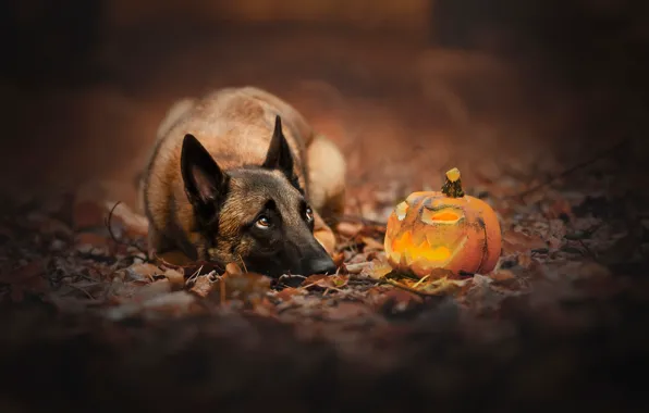 Картинка собака, тыква, Хэллоуин, светильник Джека