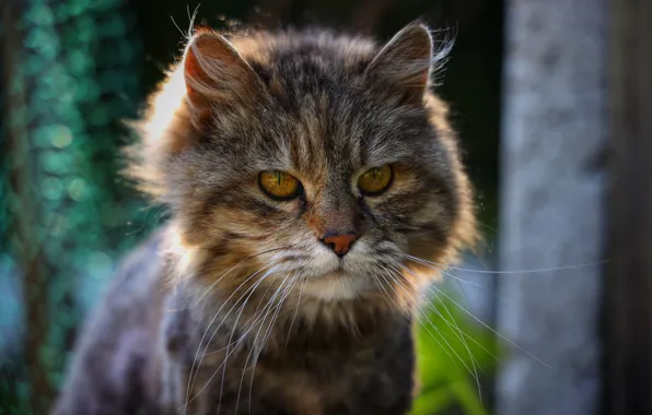 Кошка, кот, взгляд, поза, серый, стрижка, портрет, мордашка
