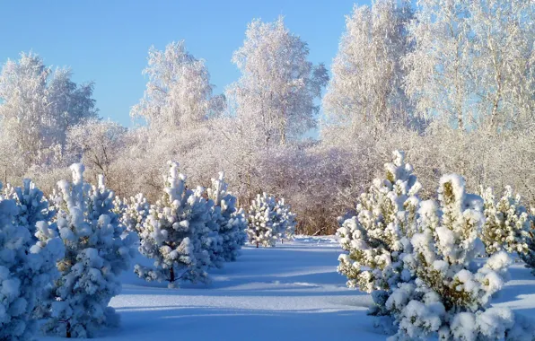 Картинка зима, лес, снег, деревья, ель, сосна
