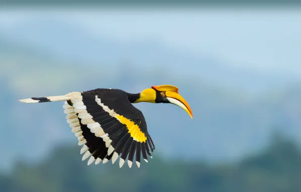 Картинка bird, animal, wildlife, Great hornbill