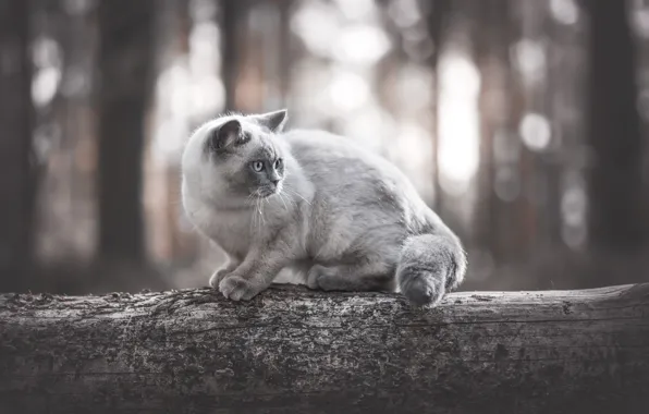 Лес, кошка, кот, свет, деревья, природа, поза, серый