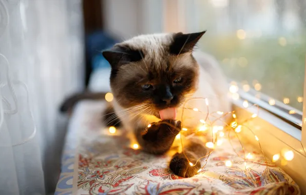 Кошка, кот, взгляд, свет, окно, гирлянда, лампочки, сиамский