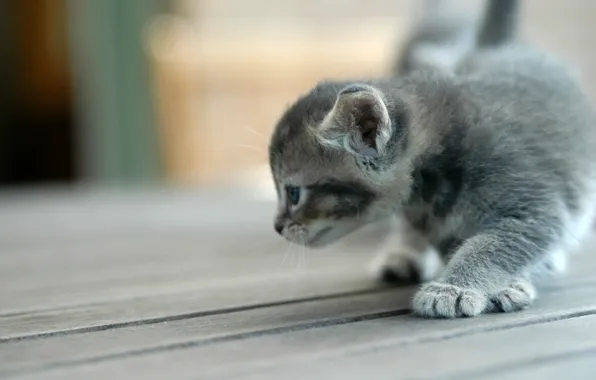 Картинка котенок, серый