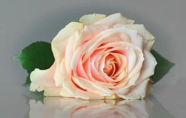 Картинка макро, розы, бутоны