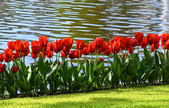 Картинка зелень, трава, листья, вода, цветы, красный, газон, берег