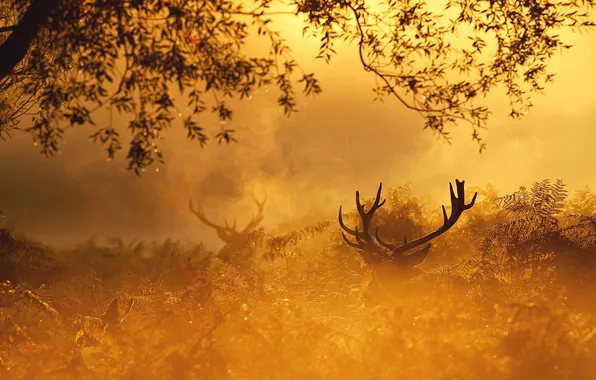 Картинка осень, лес, природа, золото, олень, утро, red, forest