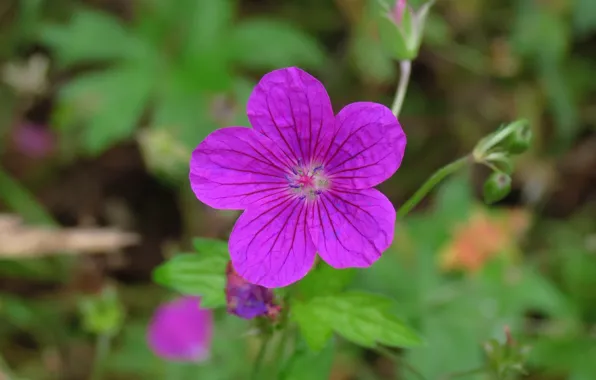 Герань, фиолетовые лепестки, Geranium wallichianum