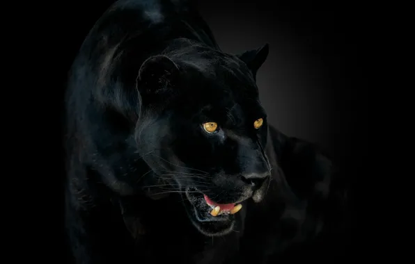 Глаза, пантера, клыки, ягуар, jaguar, eyes, panther, fangs