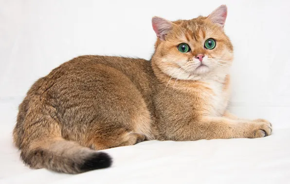 Кошка, кот, взгляд, поза, лежит, мордашка, светлый фон, бежевый