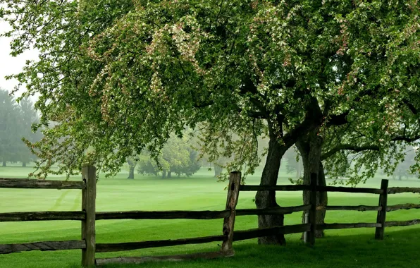 Картинка поле, лето, дерево, забор