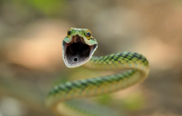 Snake, Eyes, Lunge