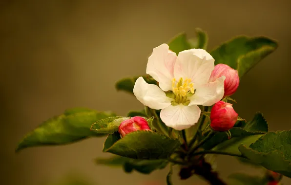 Цветок, листья, бутоны, flower, leaves, buds, Яблоневый цвет, apple blossom