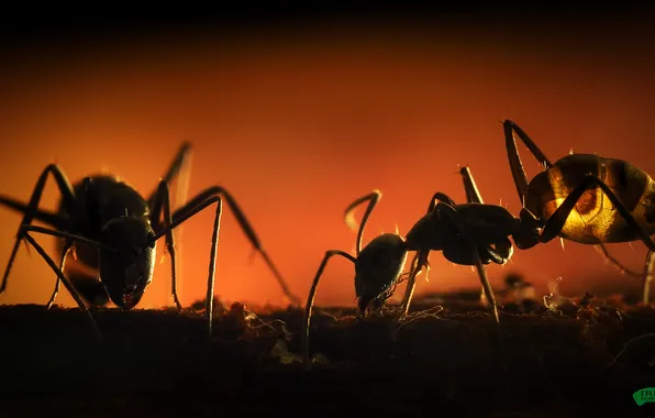 Картинка насекомые, муравьи, крупным планом
