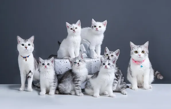 Взгляд, кошки, поза, котята, мордашки