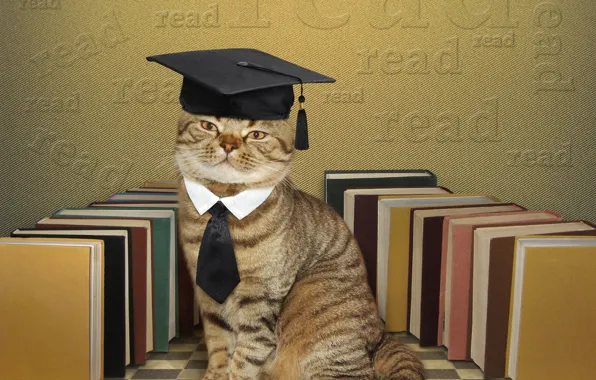 Кот, книги, юмор, шляпа, галстук, ученый