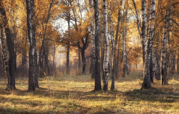 Осень, лес, свет, стволы, поляна, листва, тени, дымка