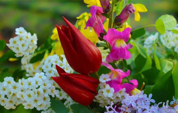 Цветы, Весна, Flowers, Spring, Red tulips, Красные тюльпаны