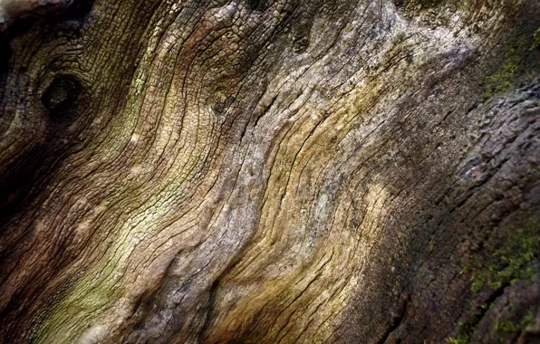 Картинка дерево, мох, текстура