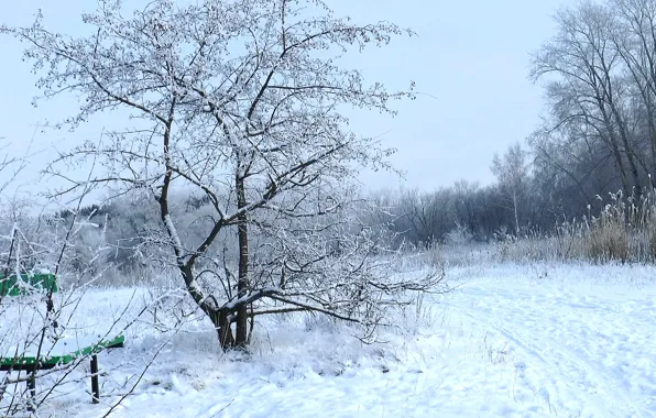 Зима, иней, лес, снег, скамейка, forest, winter, snow