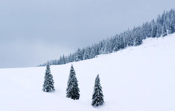 Картинка зима, снег, деревья, природа, дерево, пейзажи, snow, winter wallpapers