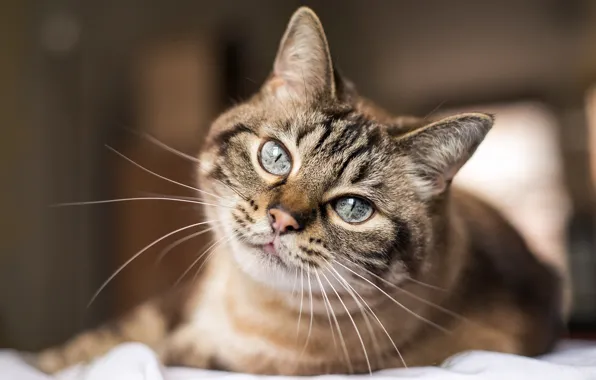 Картинка cat, look, pretty eyes