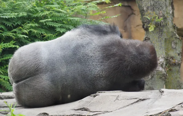 Monkey, gorilla, resting, ape, gorilla butt, sleeping gorilla