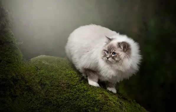 Лес, кошка, кот, взгляд, природа, мох, мордашка, рэгдолл